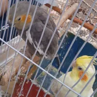 عروس هلندی دو عدد همراه با قفس