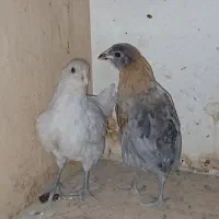 جوجه آمروکانا ،گلین