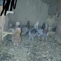 ۸ تا کبوتر پرشی