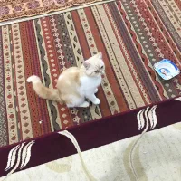 لوسی گربه ما در بلوار امین گمشده