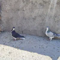 دوتا ماده شهری سیاه گلدار و بدرنگ|پرنده|شیراز, محمدیه|دیوار