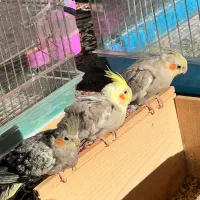 پرنده /طوطی عروس|پرنده|آمل, |دیوار