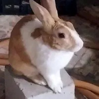 خرگوش سرحال