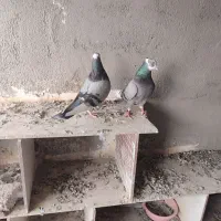 یک جفت کبوترابلق سبز سلامت و پرشی|پرنده|شهریار, شهرک مصطفی خمینی|دیوار