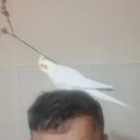 عروس هلندی ماده سالم سرحال اهلی|پرنده|اردبیل, |دیوار