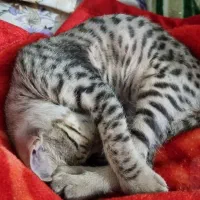 واگذاری گربه بومی