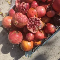 فروش ویژه انار قصردشت آبگیری خندان۳۰
