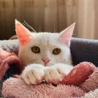 گربه خاص برای واگذاری|گربه|خوی, |دیوار