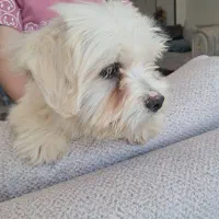 شیتزو نر سه ماهه