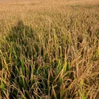 برنج تازه شرطی|خوردنی و آشامیدنی|شوش, |دیوار