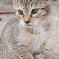 واگذاری تعدادی بچه گربه خوشگل.