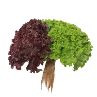 فروش گلخانه NFT