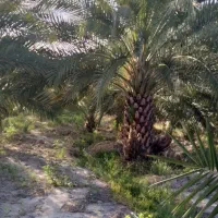 نیروی کشاورزی