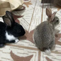 خرگوش