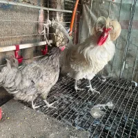 فروشش فوری لهستانی|حیوانات مزرعه|قائم‌شهر, |دیوار