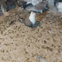 س سارماده گم شده شهرک جوجه داره