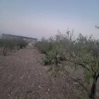 باغ-2-400-متری-سند-دار-نبوی-منش