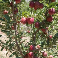 با-سلام-باغ-در-روستای-کوخدان-شهرسی-سخت