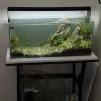 اکواریوم پلنت گیاهی|ماهی|تبریز, |دیوار