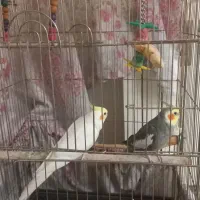 پرنده