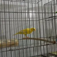 قناری نر و ماده|پرنده|اردکان, |دیوار