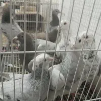 سلام سارسرونج نرماده پرشی