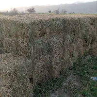 بیده ویونجه