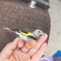 ۲عدد سهره ۳۳۰۰