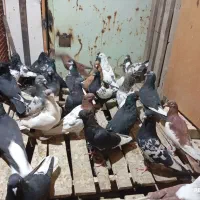 ۲۷الا۲۸کبوتررنگی