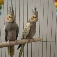 یک جفت عروس هلندی