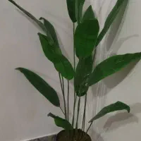 گلدان اقتصادی 13برگ