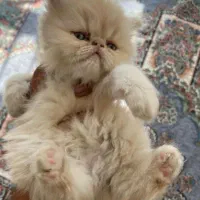 بچه گربه پرشین/فلت/سوپرفلت