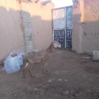 کاور چینی عربی.