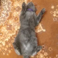 گمشده|حیوانات|یزد, |دیوار