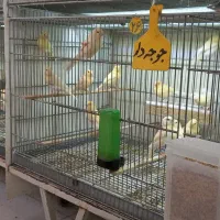 جوجه قناری موزائیکی سرخ