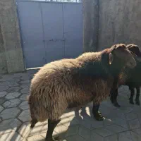 دامداری افشار گوسفند زنده کل نقاط مشهد|حیوانات مزرعه|مشهد, نوید|دیوار