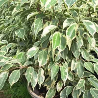 گل بنجامین ابلق سطل ۴ و ۷|گل و گیاه طبیعی|شیرود, |دیوار