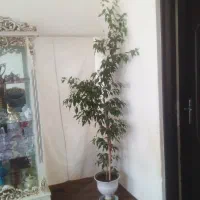 گل زیبا