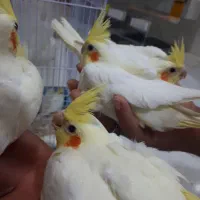 جوجه عروس هلندی