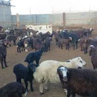 130راس گوسفند|حیوانات مزرعه|فرمهین, |دیوار