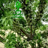 فروش نهال تعاونی تخفیف ویژه