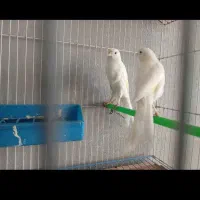 قناری سوپر رسمی نر وماده در نی ریز|پرنده|نی‌ریز, |دیوار