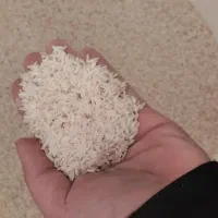 برنج هاشمی کاشت خودمون