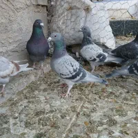 کفتر پلاکی و طوق سبز وسینه سرخ|پرنده|شیراز, سعدیه جنوبی|دیوار