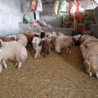 بره پرواری وصادراتی|حیوانات مزرعه|کوهدشت, |دیوار