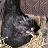 مرغ کرک و خروس