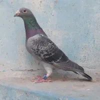 پلاکی عراق پرینت دار درجه یک