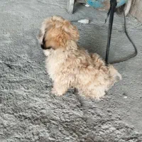 سگ شیتزو|سگ|باغستان, |دیوار