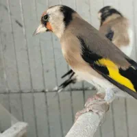 سهره دورگ برگوش سفید اصیل نقش جوجه زاغ|پرنده|شیراز, رکنآباد|دیوار