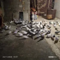 سلام یه کته کفتر ۸۰ تا هستن|پرنده|خرمشهر, |دیوار